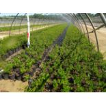 TOTAL OF (44224) PLANTS, THEY CONSIST OF: (8,548) LILAC DONALD WYMAN LV N01, (16,832) LILAC KOREAN