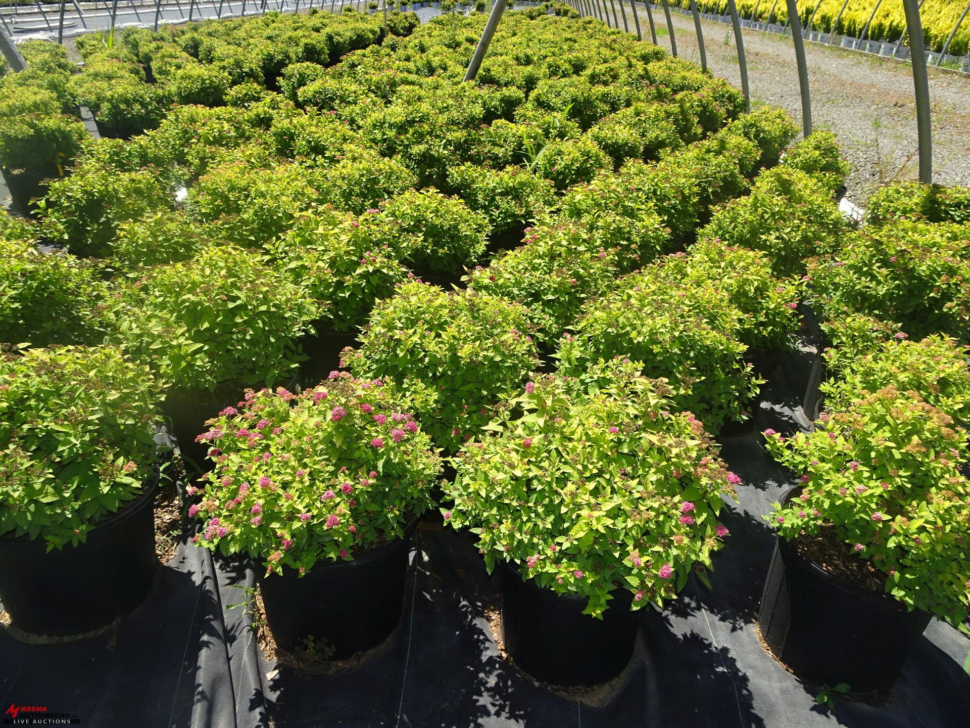 LOT OF APPROX (620) PLANTS, THEY CONSIST OF: (459) BARBERRY GOLDEN N03, (82) SPIREA ANTHONY - Image 4 of 4