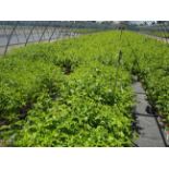 TOTAL OF APPROX (34,348) PLANTS, THEY CONSIST OF: (11,255) RASPBERRY MEEKER RD N01T, (1,829)