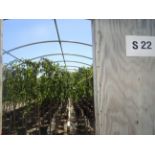 TOTAL OF APPROX (16,240) PLANTS, THEY CONSIST OF: (4,790) CHERRY WPG SNOW FOUNTAIN WT N07, (1,961)