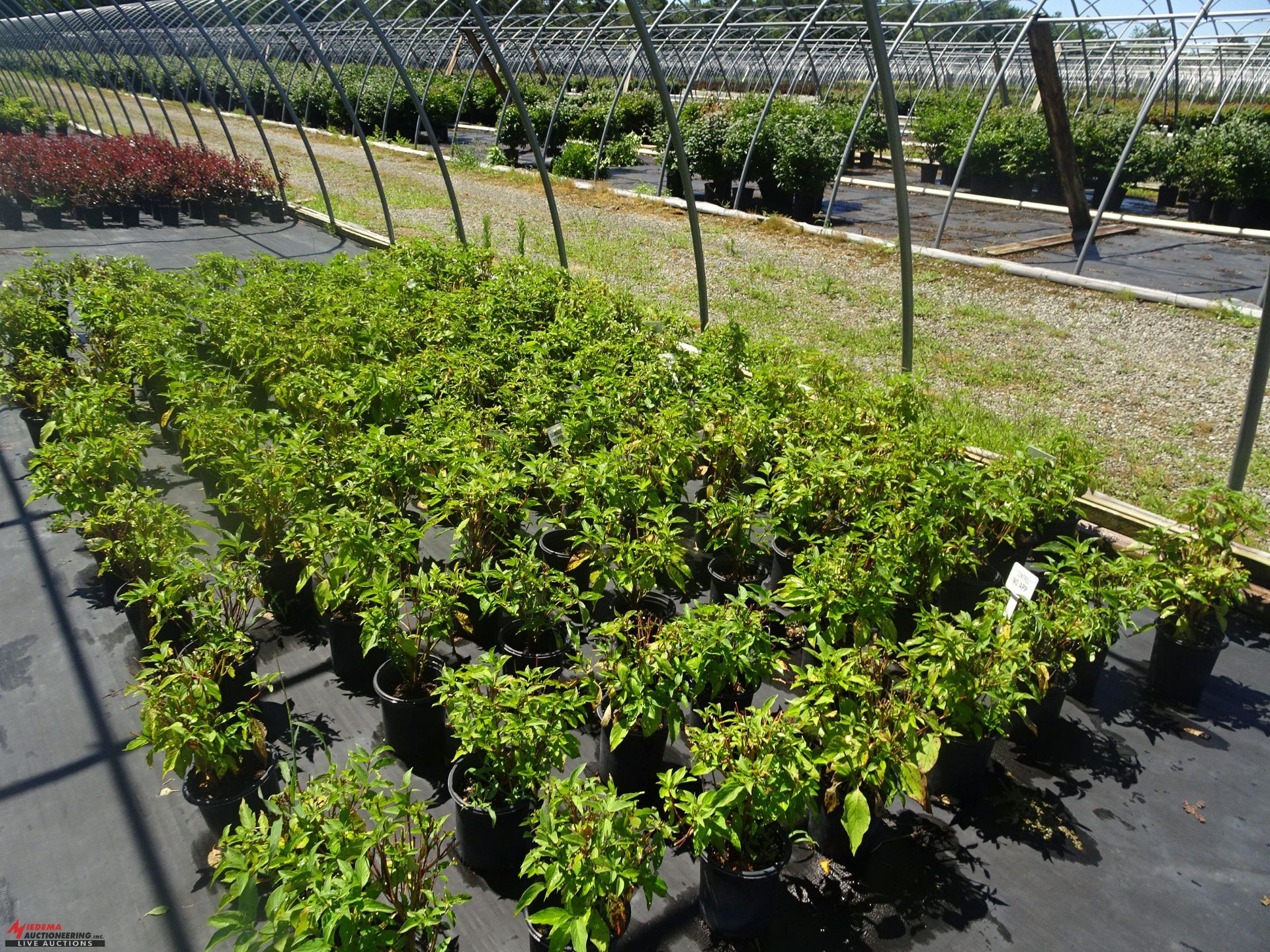 +TOTAL OF APPROX (2589) PLANTS, THEY CONSIST OF: (228) EYONYMUS EMERALD 'N GOLD N03, (47) EUONYMUS - Image 10 of 11