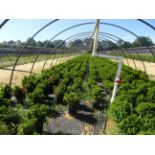 TOTAL OF APPROX (3494) YEW SPD T DENSIFORMIS N03 PLANTS