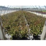 TOTAL OF APPROX (28257) PLANTS, THEY CONSIST OF: (573) WEIGELA JAVA RED N01, (392) WEIGELA RED