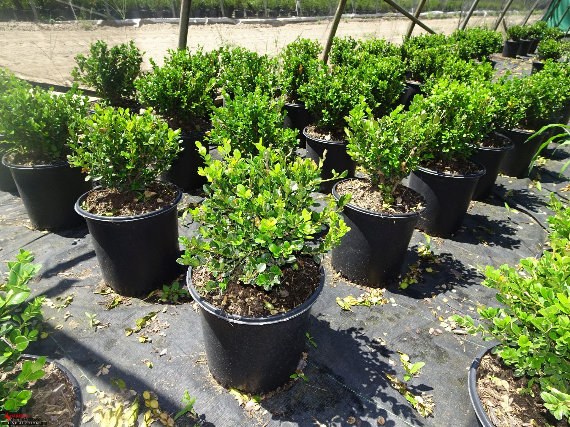 TOTAL OF (15067) PLANTS, THEY CONSIST OF: (2661) BOXWOOD WINTER GEM N02, (2449) BOXWOOD GREEN VELVET - Image 2 of 6