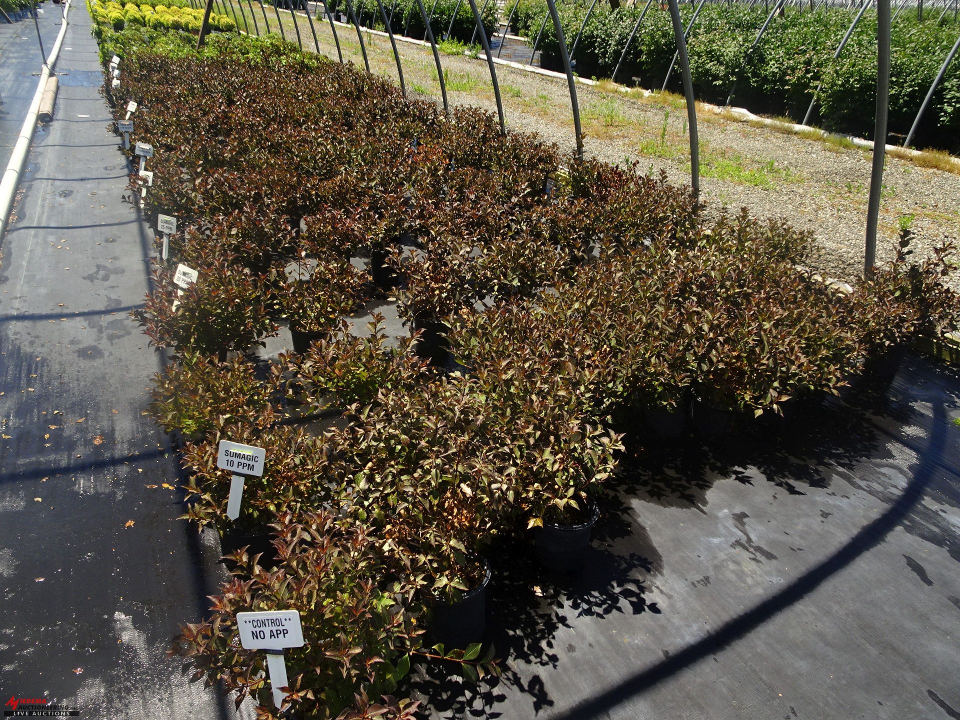 +TOTAL OF APPROX (2589) PLANTS, THEY CONSIST OF: (228) EYONYMUS EMERALD 'N GOLD N03, (47) EUONYMUS - Image 6 of 11