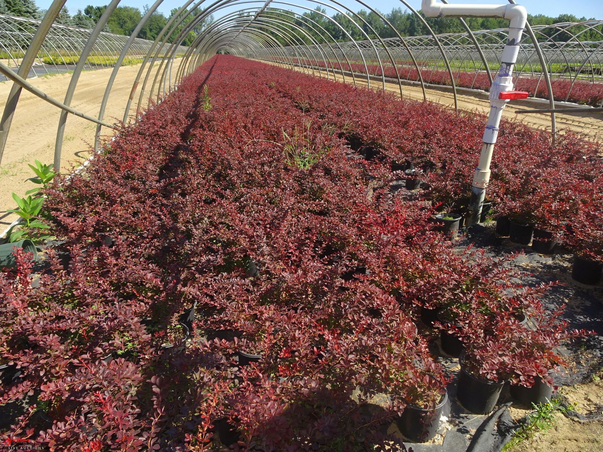 TOTAL OF (38052) PLANTS, THEY CONSIST OF (8,221) BARBERRY ROSE GLOW VAR N01, (1,204) SPIREA - Image 3 of 6