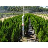 TOTAL OF (21,403) PLANTS: THEY CONSIST OF: (2625) ARB PYR EMERALD GREEN N02, (1388) YEW SPD T