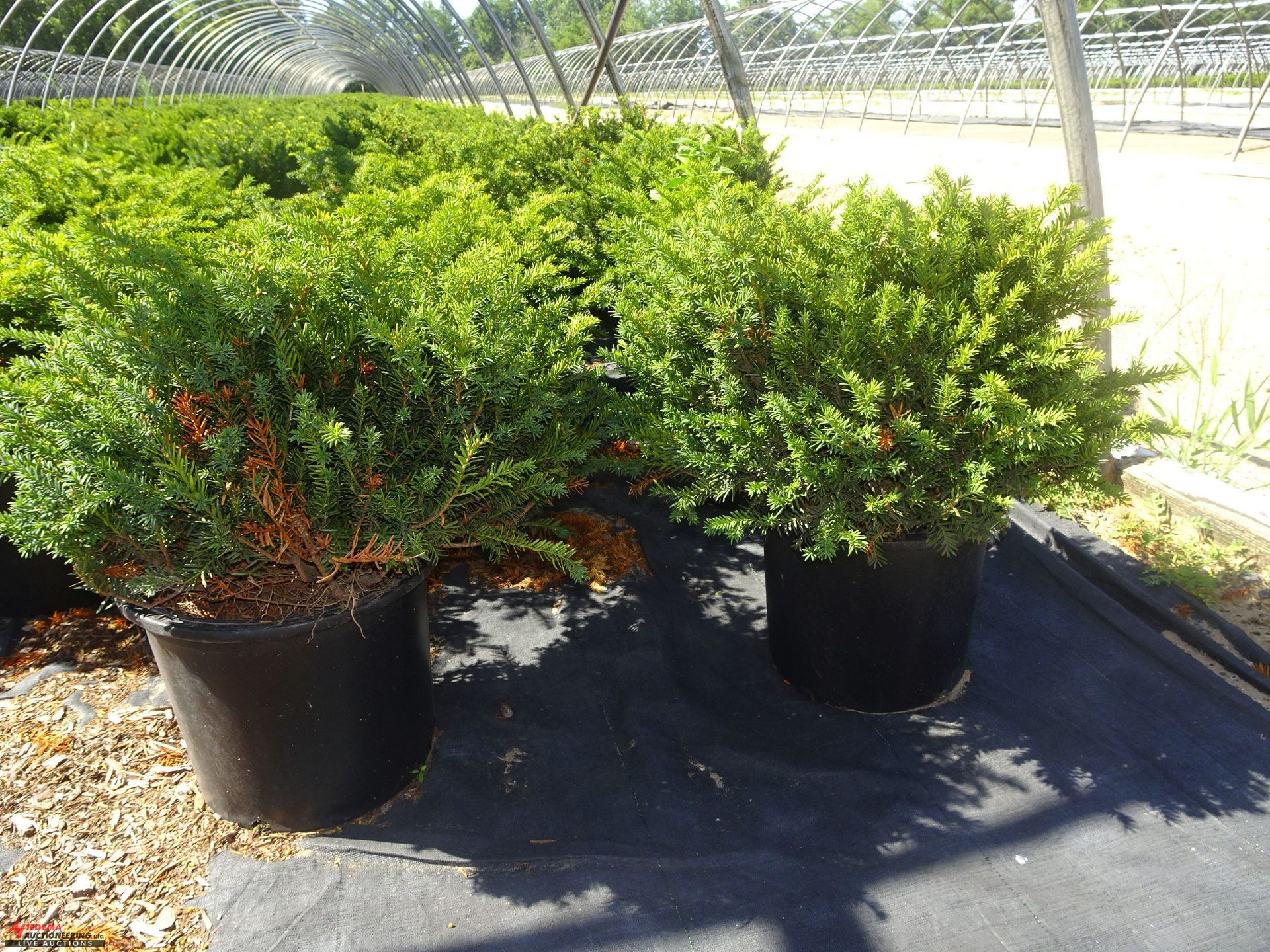 TOTAL OF (13337) PLANTS, THEY CONSIST OF (72) YEW SPD T DARK GREEN SPREADER N02, (297) YEW SPD T - Image 8 of 11