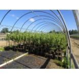 TOTAL OF APPROX (10993) PLANTS, THEY CONSIST OF (41) CHERRY BING SWEET S/D N05, (482) CHERRY WPG