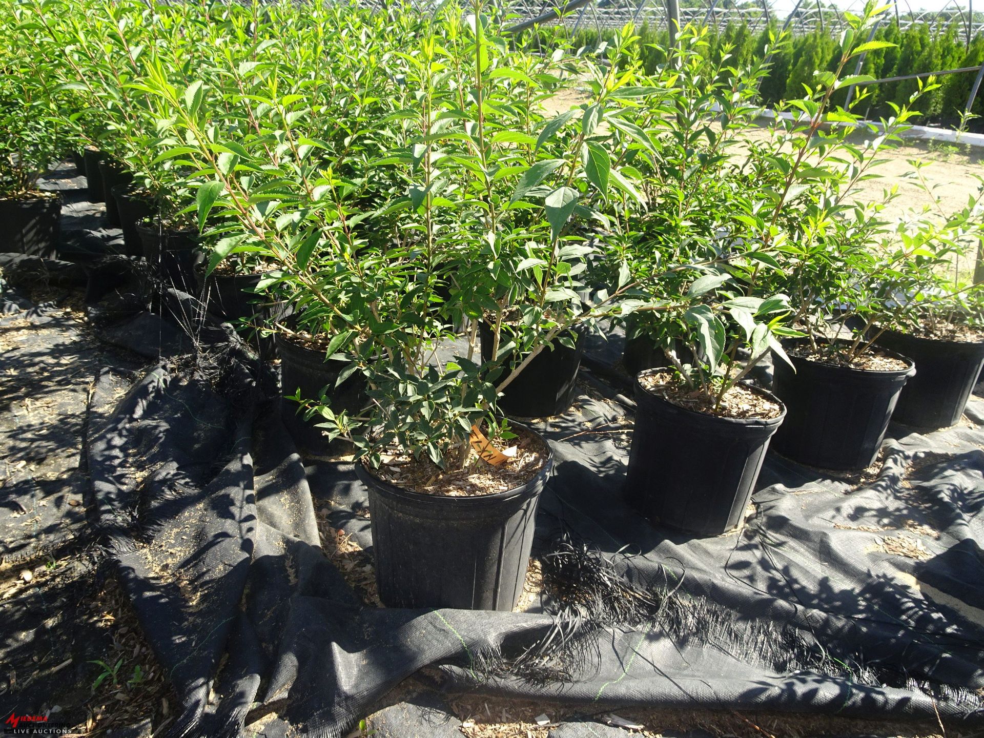TOTAL OF APPROX (10993) PLANTS, THEY CONSIST OF (41) CHERRY BING SWEET S/D N05, (482) CHERRY WPG - Image 4 of 8