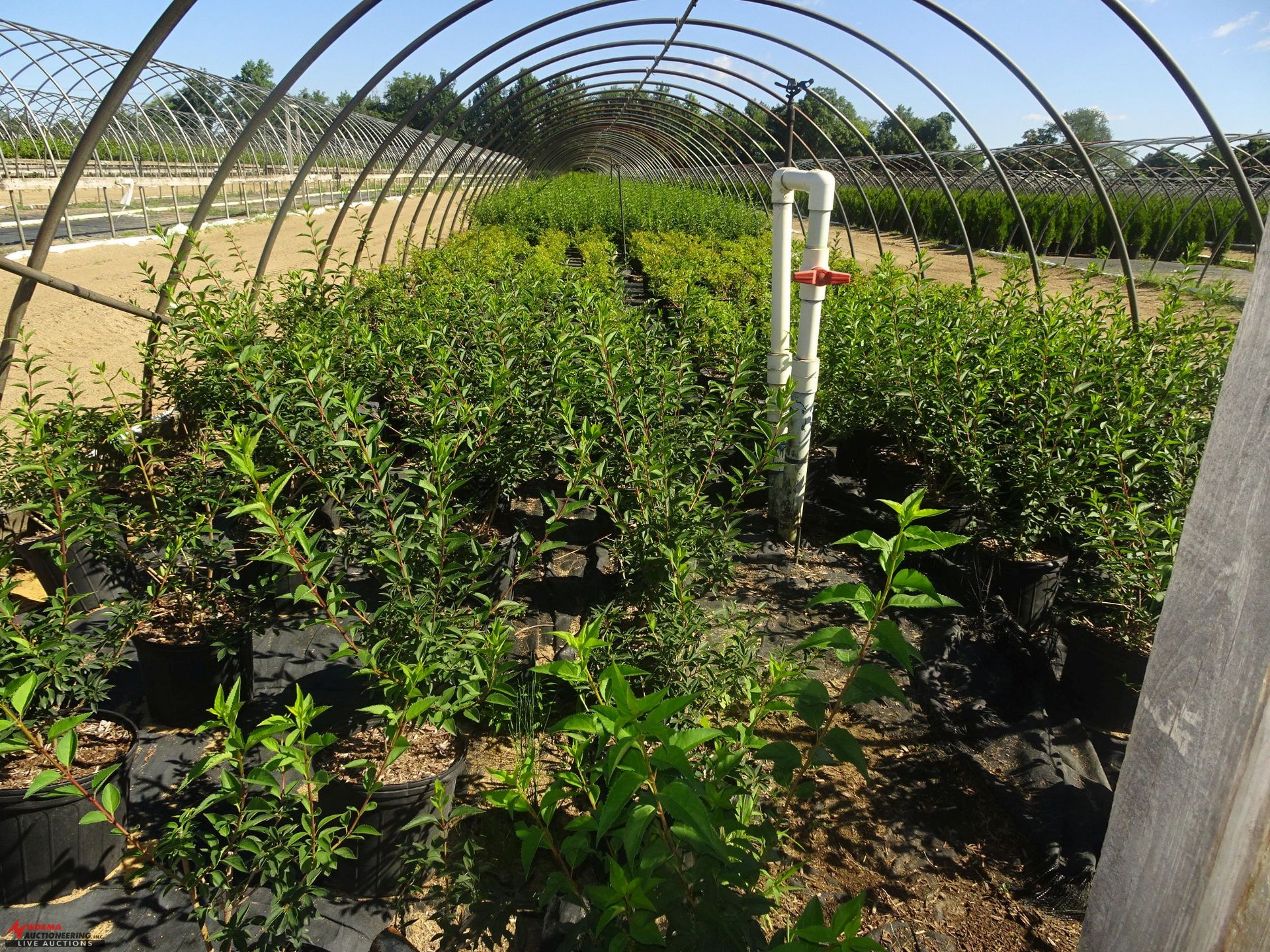 TOTAL OF APPROX (10993) PLANTS, THEY CONSIST OF (41) CHERRY BING SWEET S/D N05, (482) CHERRY WPG - Image 3 of 8