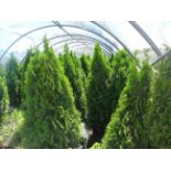 TOTAL OF APPROX (10,268) PLANTS, THEY CONSIST OF: (2,677) ARB PYR EMERALD GREEN N07 F, (1,034) ARB