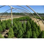 TOTAL OF (46870) PLANTS, THEY CONSIST OF: (7,380) SPRUCE ALBERTA DWARF N03, (7,267) FORSYTHIA