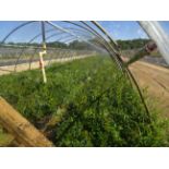 TOTAL OF (28617) PLANTS, THEY CONSIST OF: (8,820) LILAC BOOMERANG PURPLE N01T PWN, (8,847) LILAC