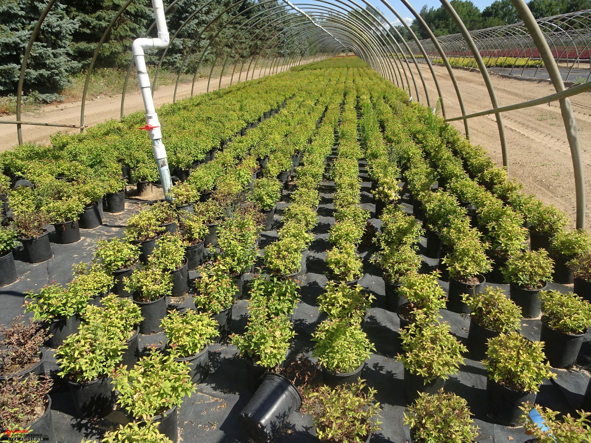 TOTAL OF (38052) PLANTS, THEY CONSIST OF (8,221) BARBERRY ROSE GLOW VAR N01, (1,204) SPIREA