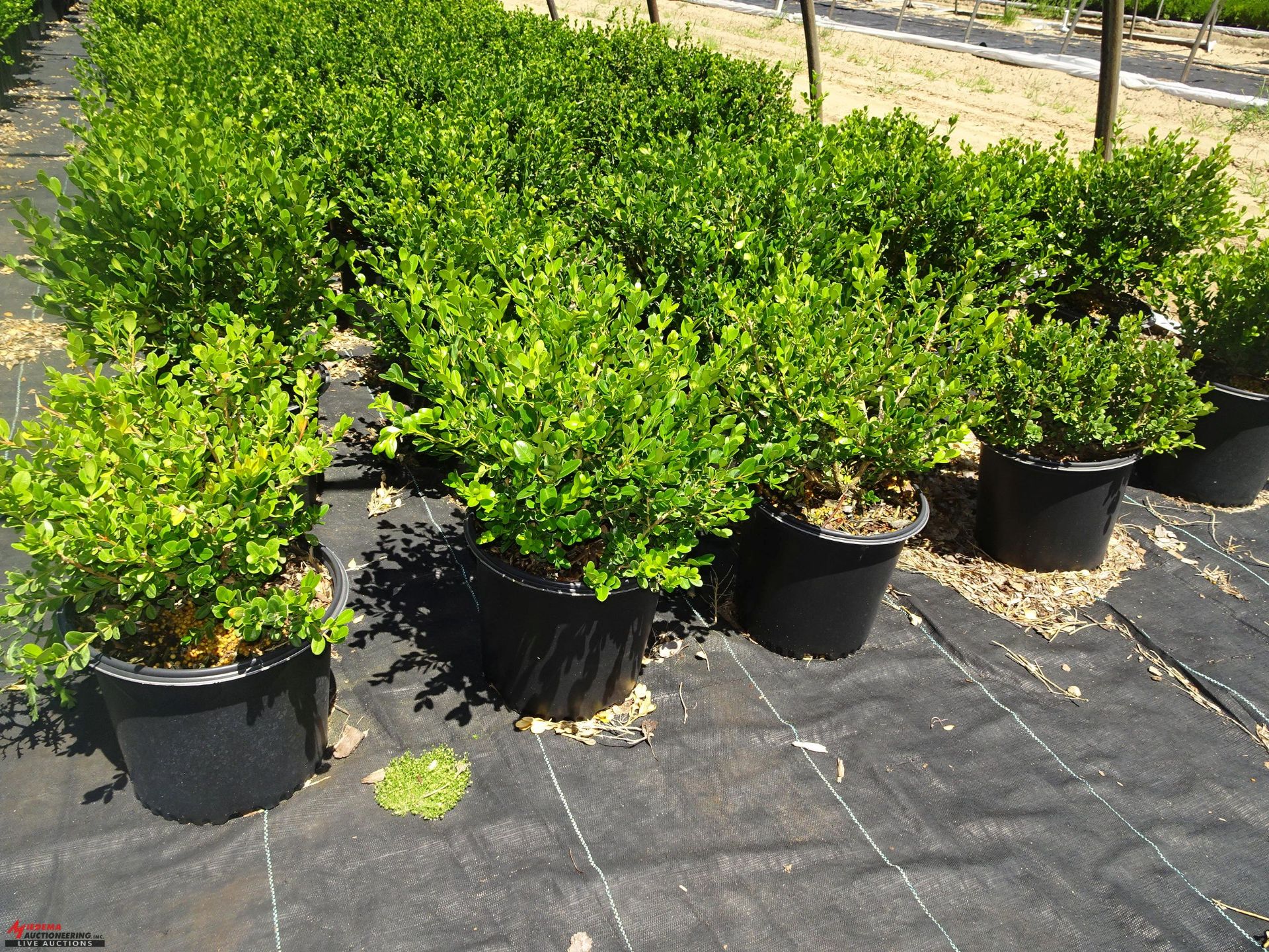 TOTAL OF APPROX (11223) PLANTS, THEY CONSIST OF: (10,107) BOXWOOD WINTER GEM N03, (201) DOGWOOD - Image 9 of 9