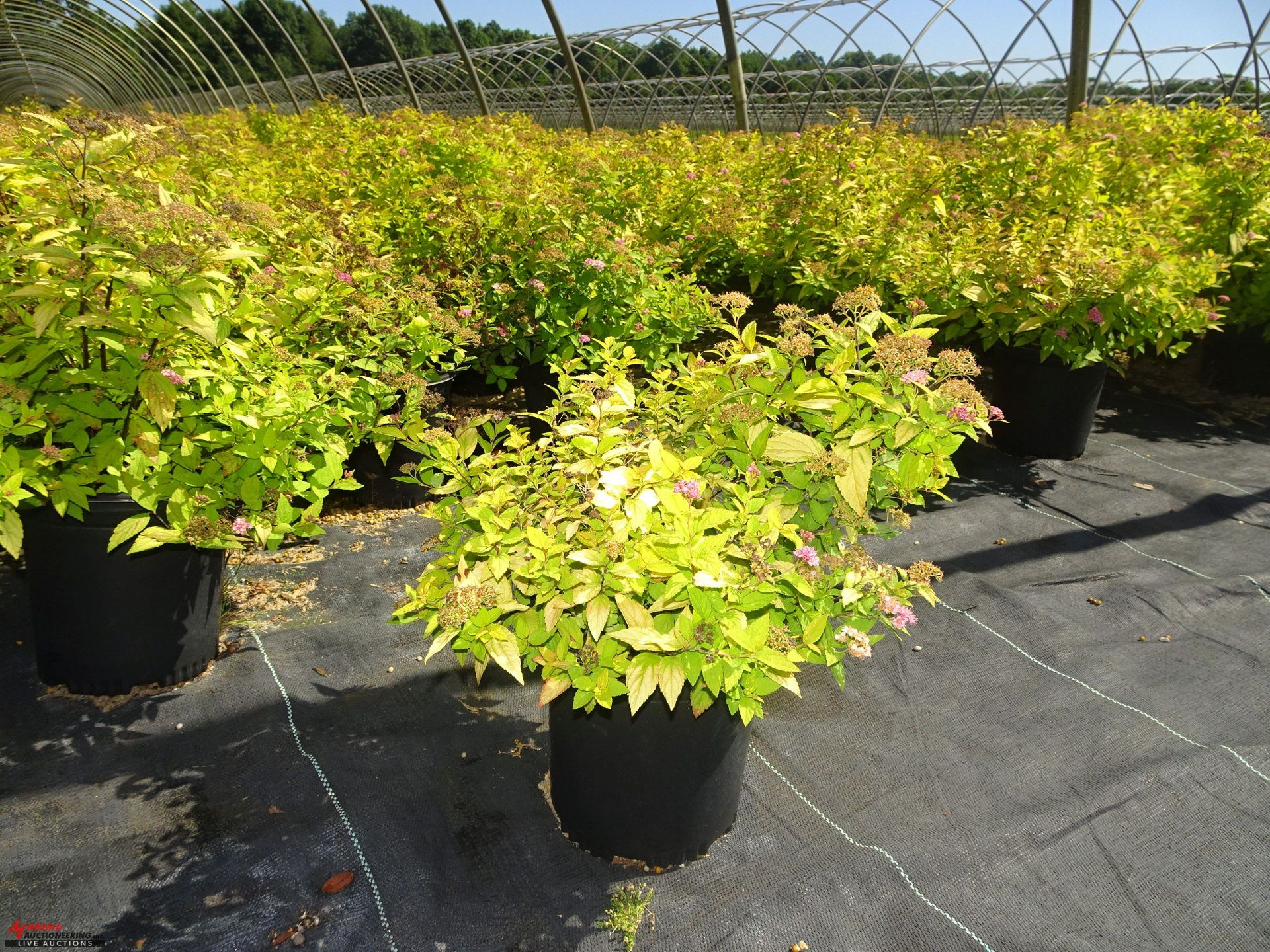 TOTAL OF (55938) PLANTS, THEY CONSIST OF: (8,636) SPIREA LEMON PRINCESS PK N01, (2,518) SPIREA - Image 10 of 10