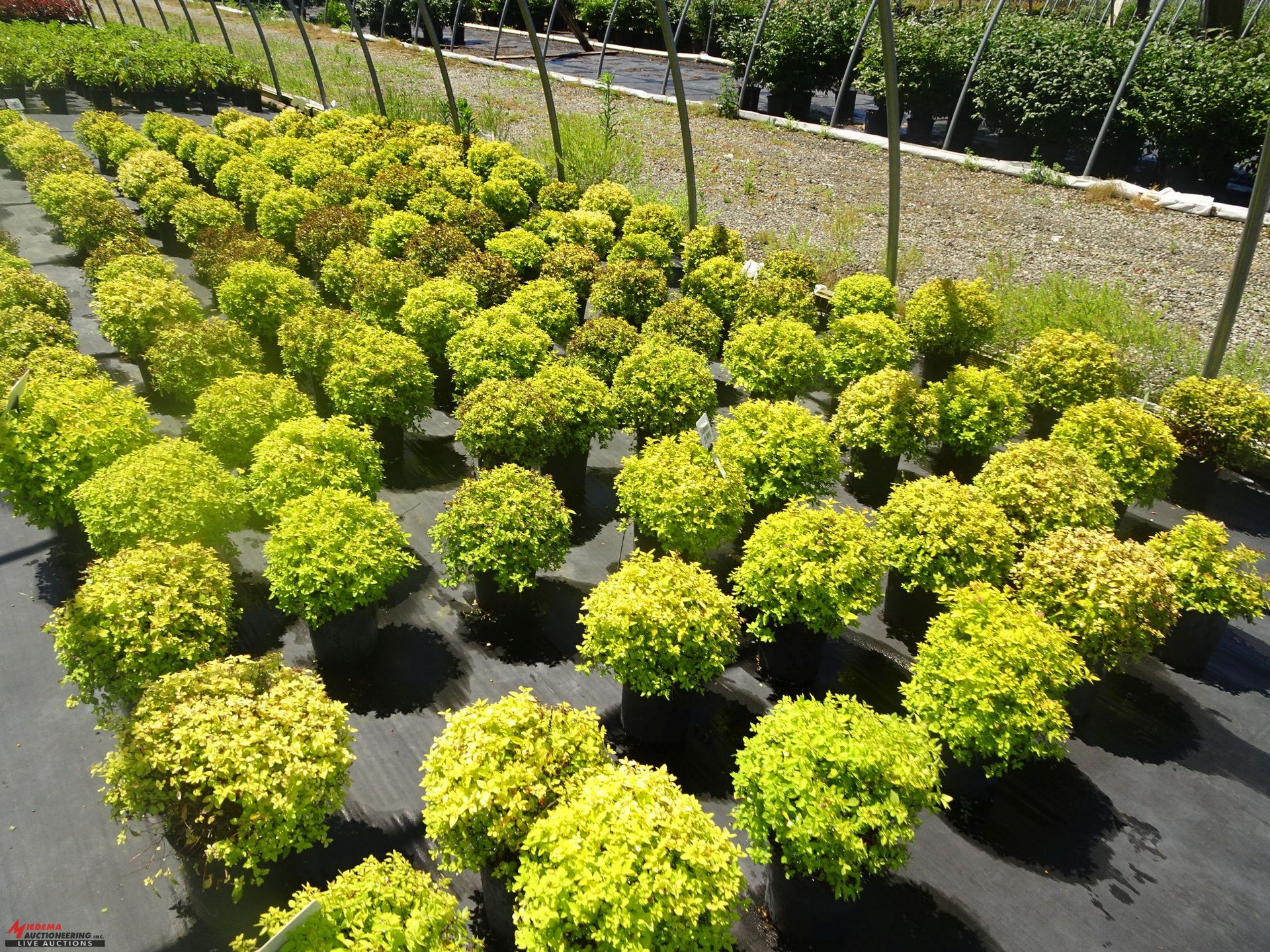 +TOTAL OF APPROX (2589) PLANTS, THEY CONSIST OF: (228) EYONYMUS EMERALD 'N GOLD N03, (47) EUONYMUS - Image 8 of 11