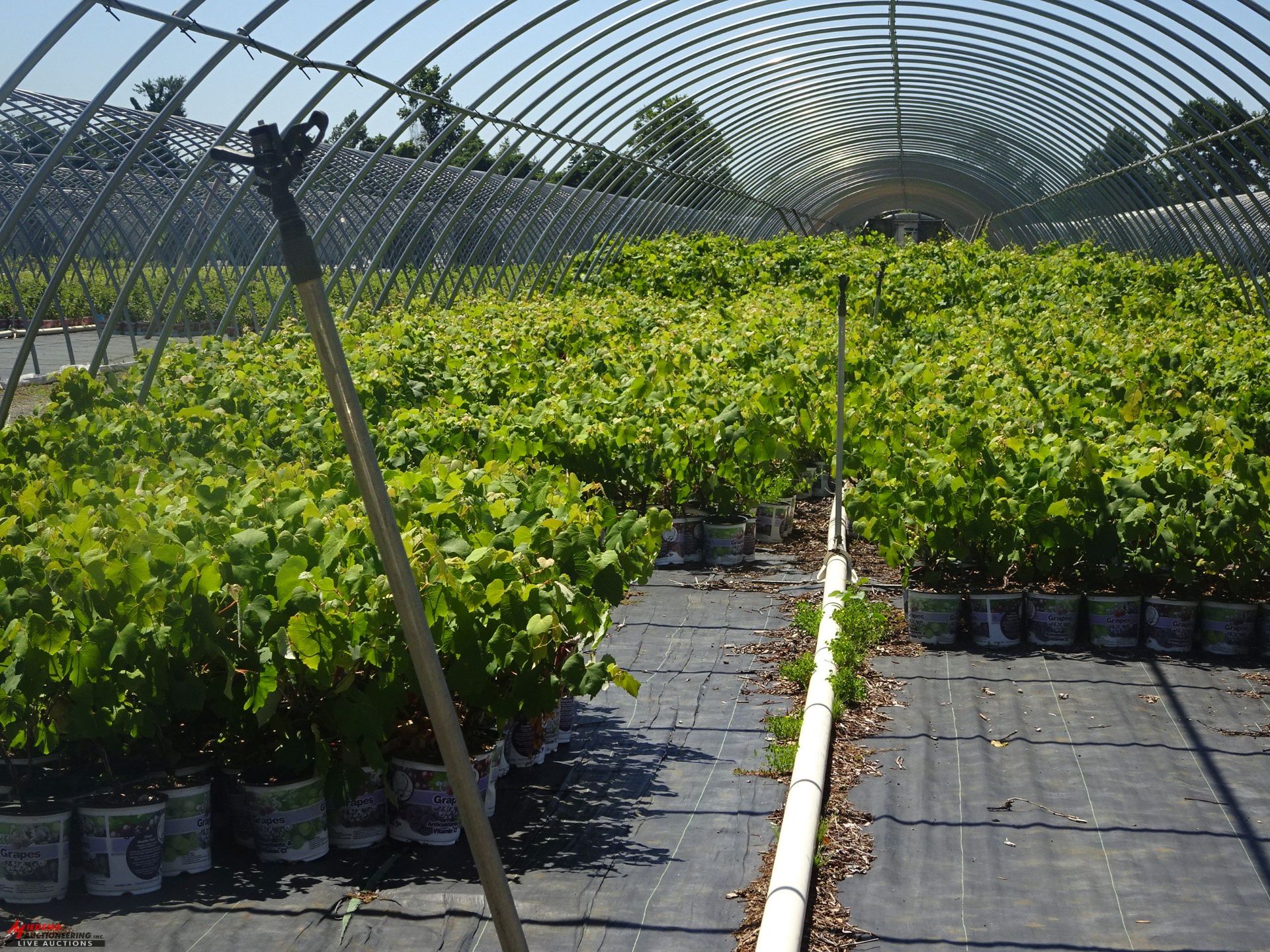 TOTAL OF (49309) PLANTS, THEY CONSIST OF: (1,212) GRAPE CATAWBA RD N01T, (3,094) GRAPE CONCORD BL - Image 4 of 5