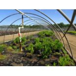 TOTAL OF (24154) PLANTS, TCHEY CONSIST OF: (333) DOGWOOD BUD'S YELLOW N01, (1,655) DOGWOOD