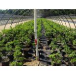 TOTAL OF (12,226) PLANTS, THEY CONSIST OF: (4,144) LILAC COMMON PURPLE N03, (1112) BOXWOOD GREEN