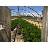 TOTAL OF APPROX (11,184) PLANTS, THEY CONSIST OF: (4,018) BOXWOOD WINTER GEM N03, (1,761) DOGWOOD