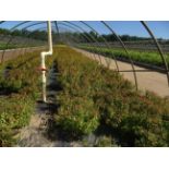 TOTAL OF (55938) PLANTS, THEY CONSIST OF: (8,636) SPIREA LEMON PRINCESS PK N01, (2,518) SPIREA