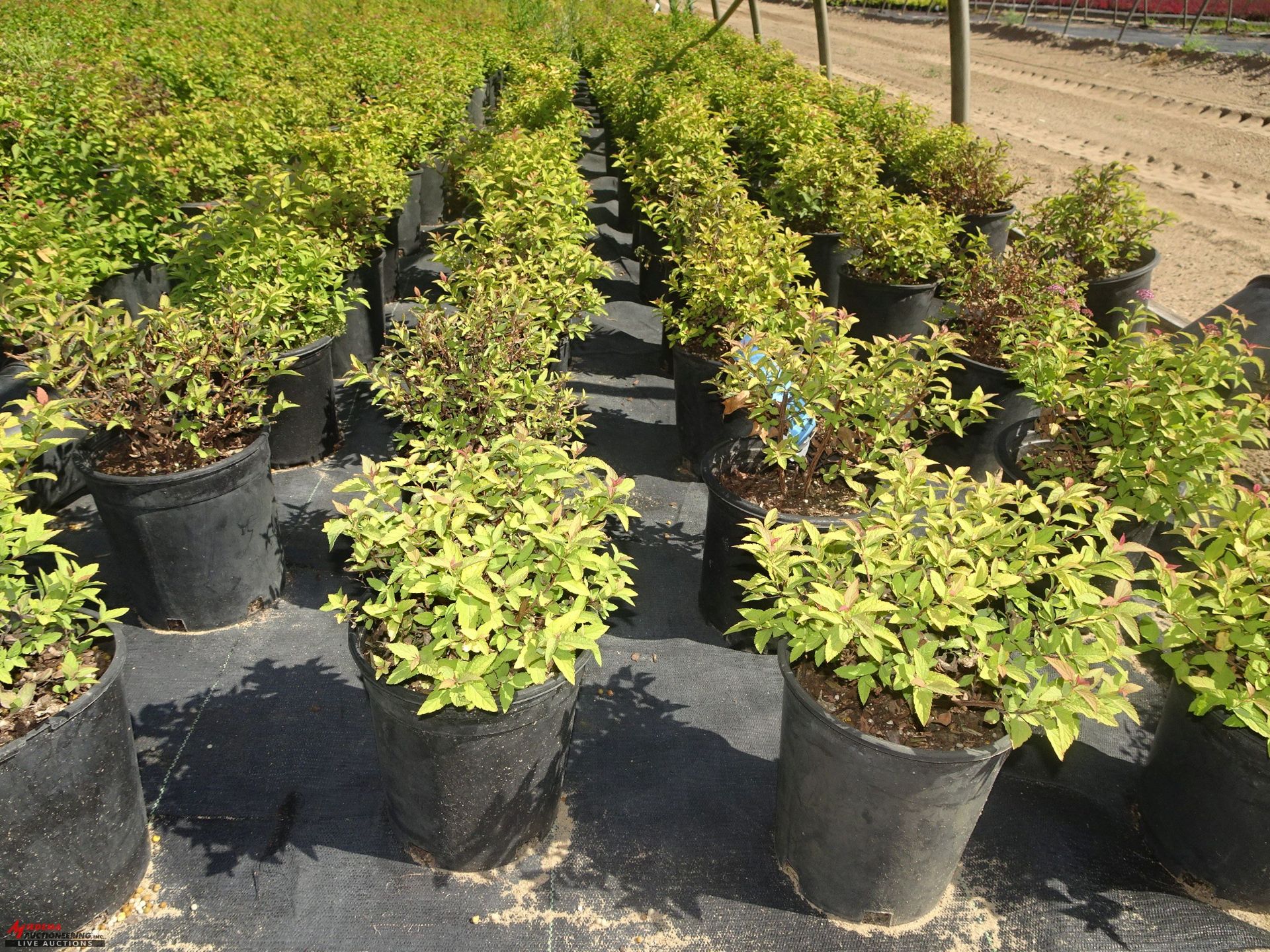 TOTAL OF (38052) PLANTS, THEY CONSIST OF (8,221) BARBERRY ROSE GLOW VAR N01, (1,204) SPIREA - Image 2 of 6