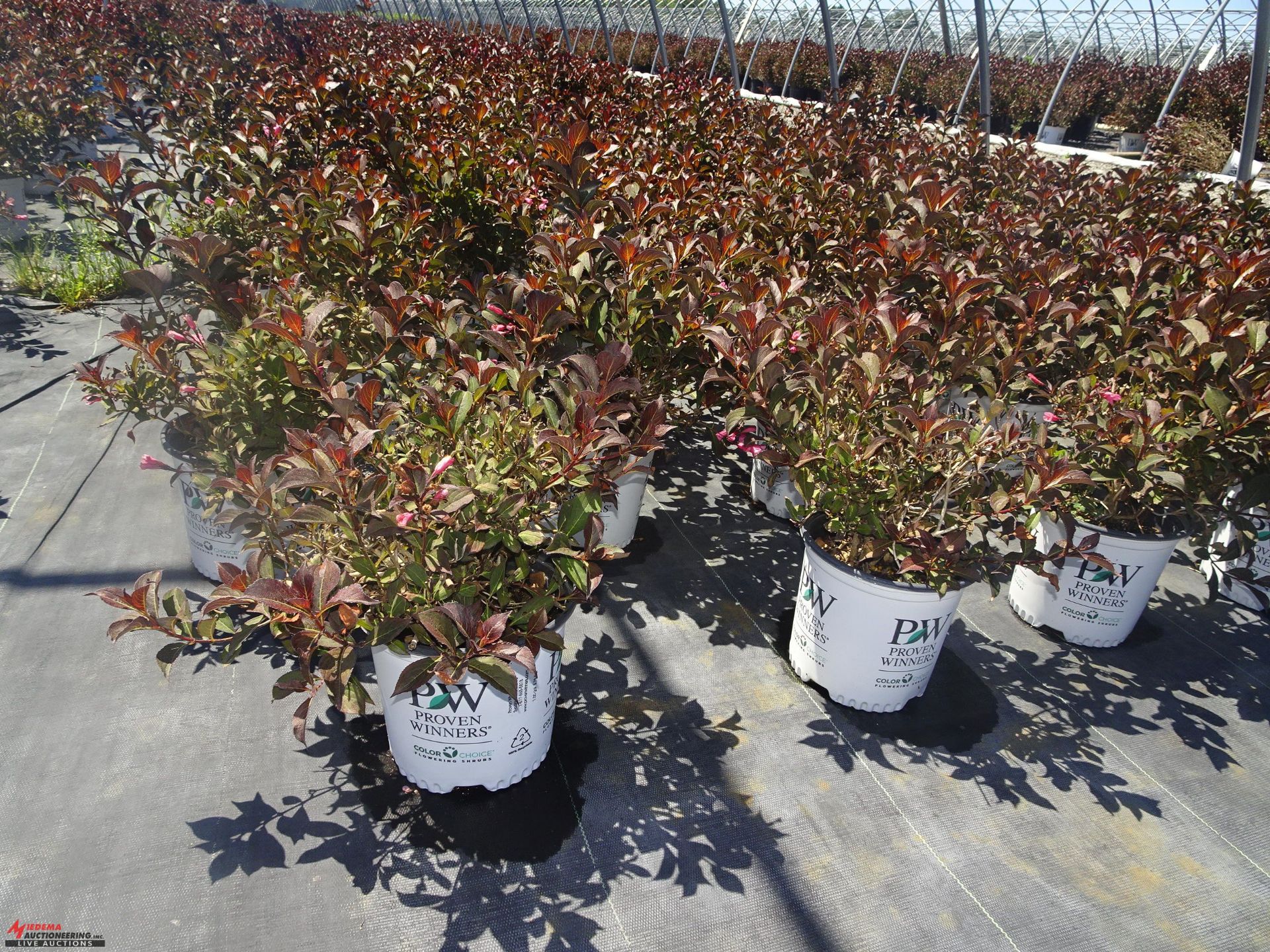 TOTAL OF APPROX (21102) PLANTS, THEY CONSIST OF: (1,071) WEIGELA FINE WINE N01T PWN, (63) WEIGELA MY - Image 2 of 6