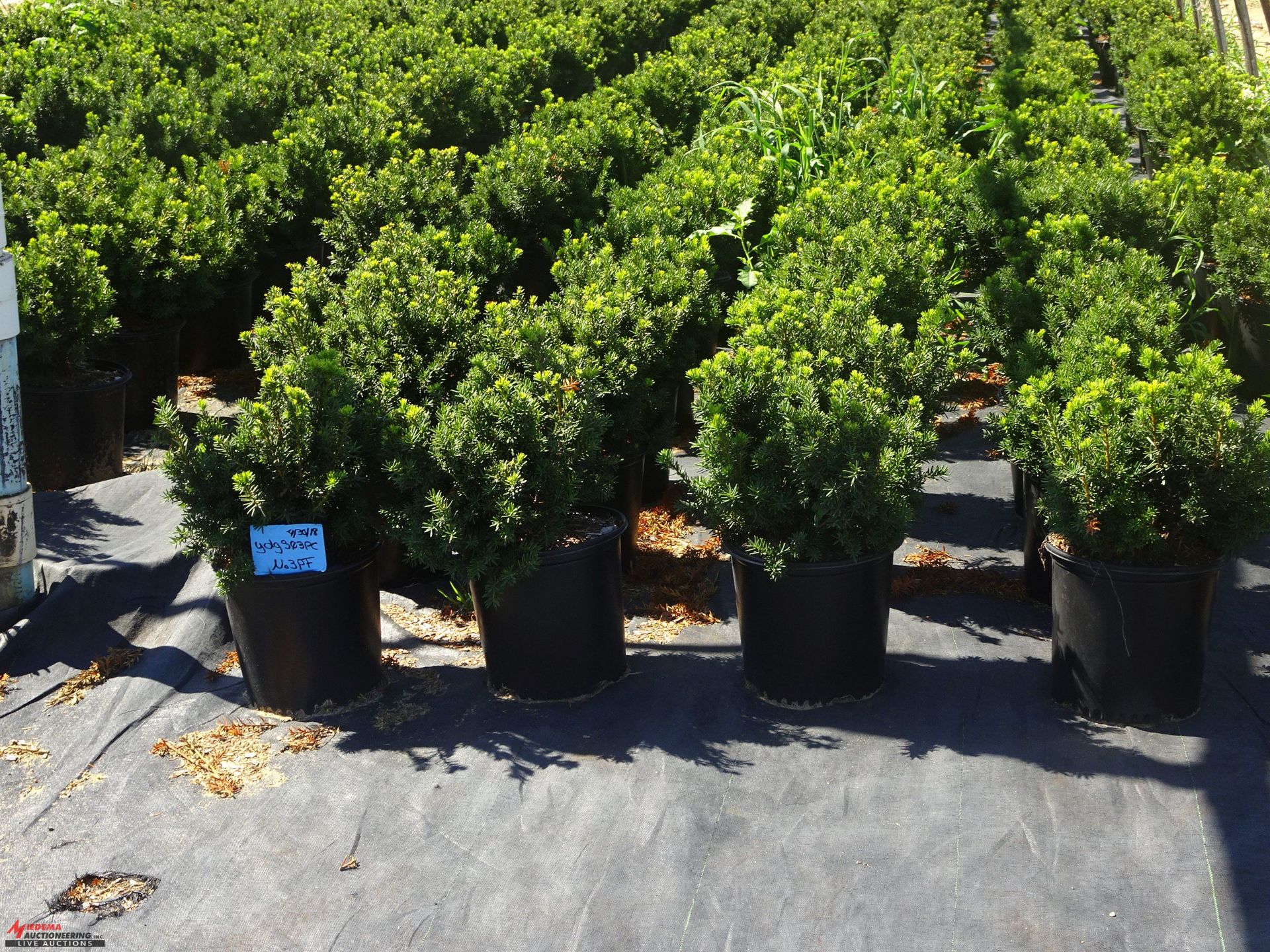 TOTAL OF (13337) PLANTS, THEY CONSIST OF (72) YEW SPD T DARK GREEN SPREADER N02, (297) YEW SPD T - Image 6 of 11