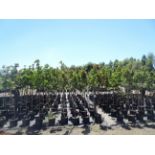 TOTAL OF APPROX (4,276) PLANTS, THEY CONSIST OF: (103) MAPLE SUGAR GREEN MOUNTAIN N05, (1) CHERRY