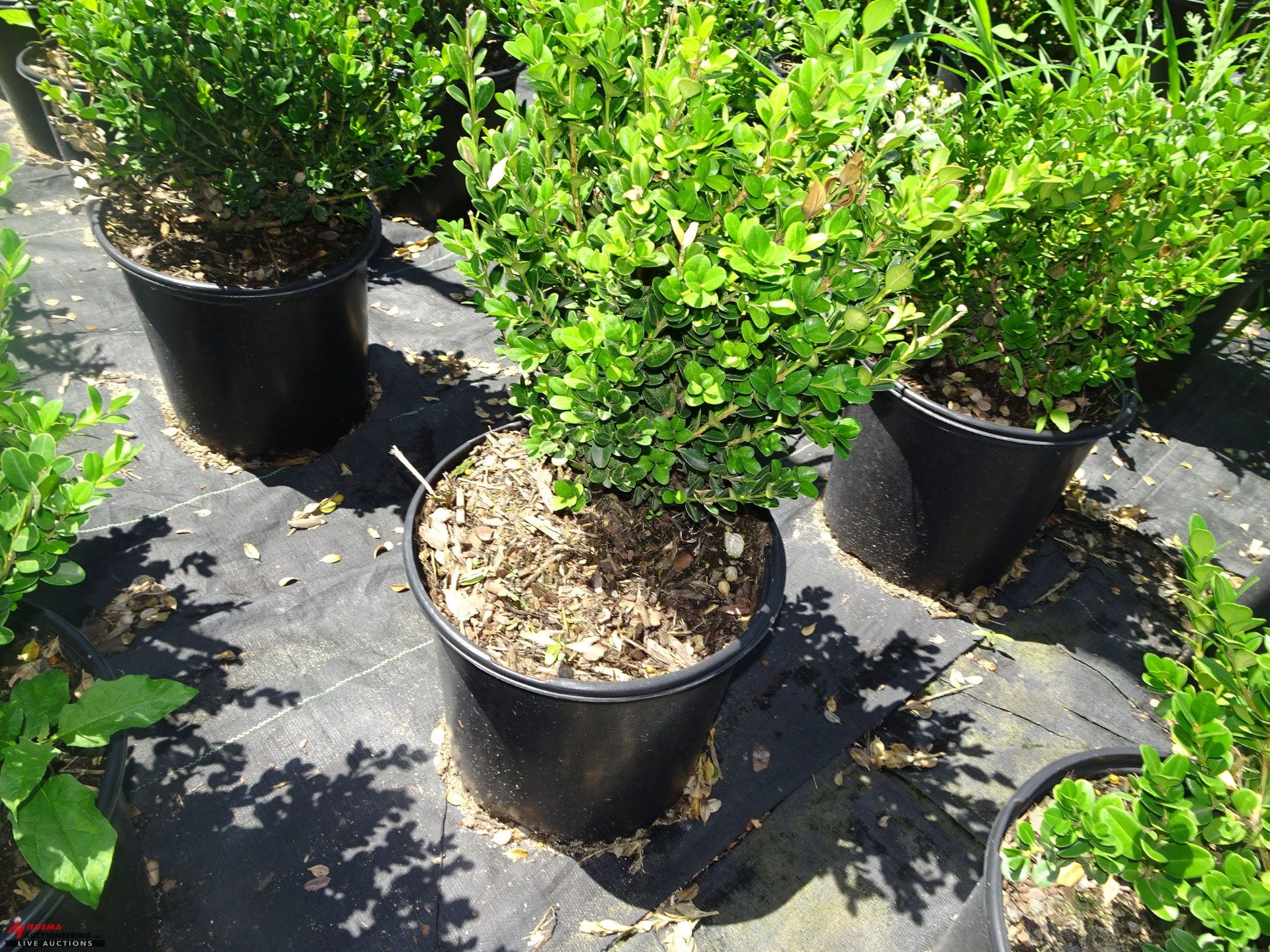 TOTAL OF (15067) PLANTS, THEY CONSIST OF: (2661) BOXWOOD WINTER GEM N02, (2449) BOXWOOD GREEN VELVET - Image 6 of 6