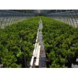 TOTAL OF APPROX (11419) PLANTS, THEY CONSIST OF: (3288) AZALEA HERSHEYS RED RD N03, (3659) AZALEA