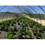 TOTAL OF (27536) PLANTS, THEY CONSIST OF: (4,485) BOXWOOD WINTER GEM N03, (768) BOXWOOD GREEN