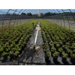 TOTAL OF APPROX (10734) PLANTS, THEY CONSIST OF: (2928) EUONYMUS MOONSHADOW N01, (3335) HOLLY