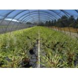 TOTAL OF APPROX (15960) PLANTS, THEY CONSIST OF: (99) AZALEA NL MANDARIN LIGHTS N01, (1,603)