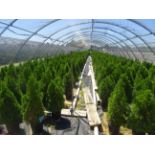 TOTAL OF APPROX (32,282) PLANTS, THEY CONSIST OF: (1914) ARB PYR EMERALD GREEN N02, (17,989) ARB PYR