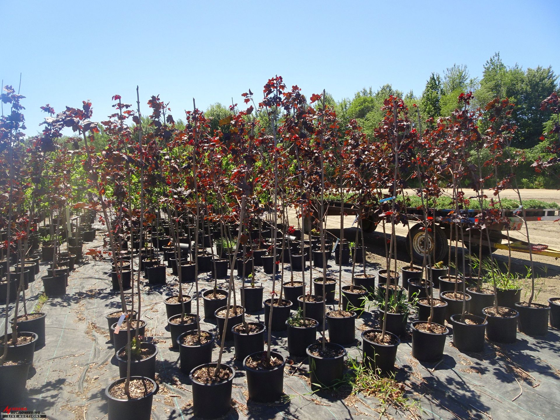 TOTAL OF APPROX (4,276) PLANTS, THEY CONSIST OF: (103) MAPLE SUGAR GREEN MOUNTAIN N05, (1) CHERRY - Image 3 of 10