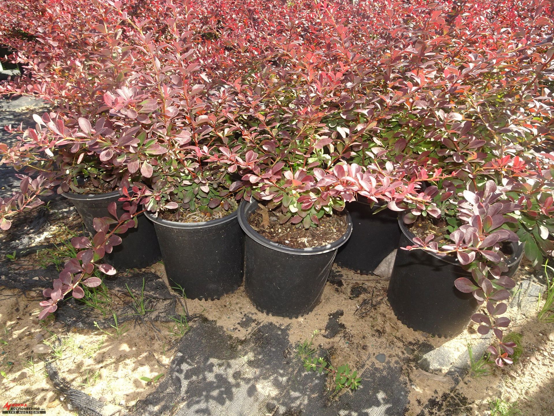 TOTAL OF (38052) PLANTS, THEY CONSIST OF (8,221) BARBERRY ROSE GLOW VAR N01, (1,204) SPIREA - Image 4 of 6