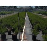 TOTAL OF APPROX (24322) PLANTS, THEY CONSIST OF: (372) AMELANCHIER SASKATOON NO03, (1438)