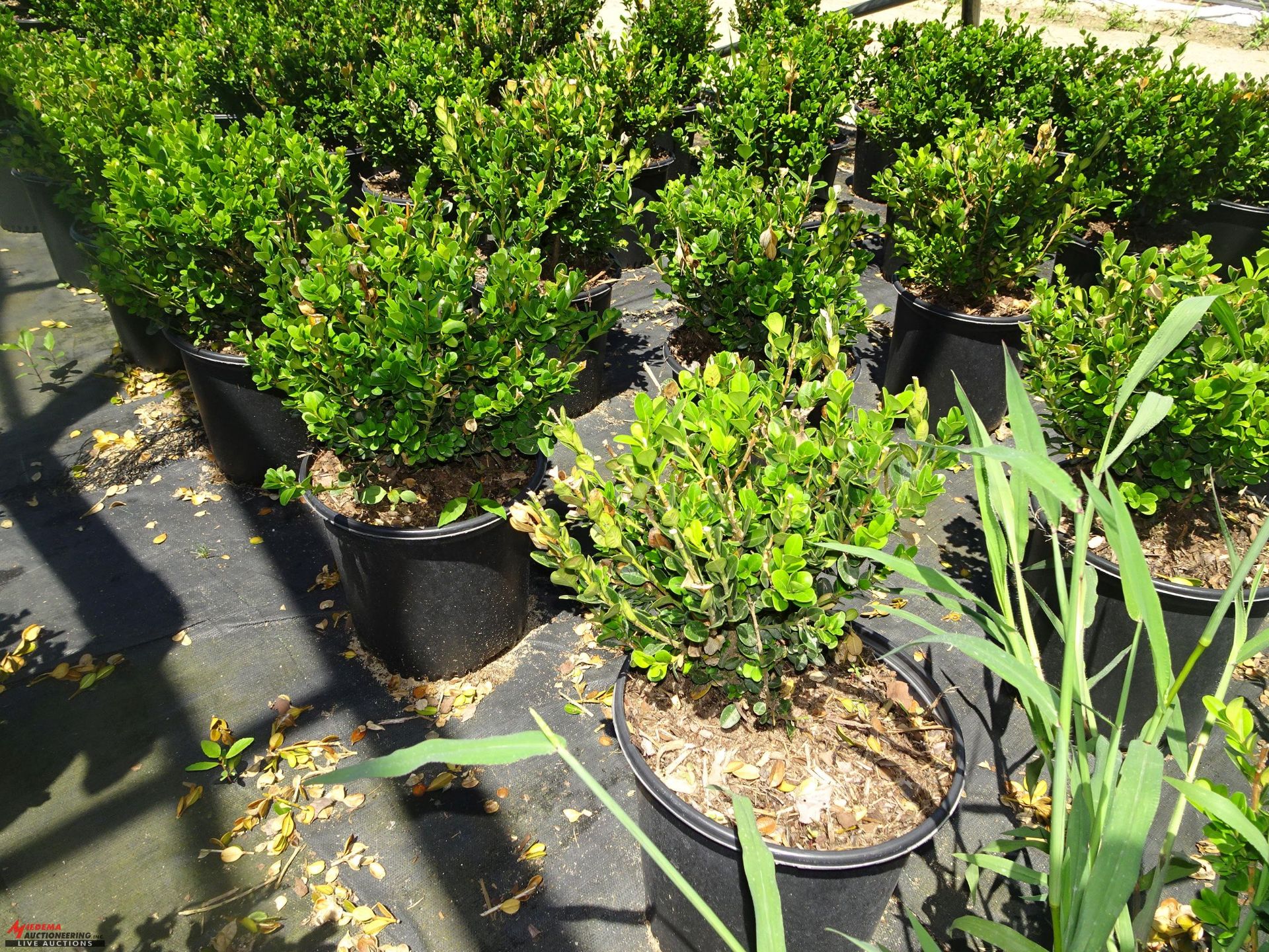 TOTAL OF (15067) PLANTS, THEY CONSIST OF: (2661) BOXWOOD WINTER GEM N02, (2449) BOXWOOD GREEN VELVET - Image 4 of 6