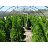 TOTAL OF APPROX (15,114) PLANTS, THEY CONSIST OF: (2,569) ARB PYR EMERALD GREEN N05, 6,525) ARB