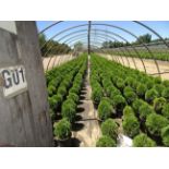 TOTAL OF APPROX (30,452) PLANTS, THEY CONSIST OF: (16,444) ARB GL LITTLE GIANT N03, (5,121) ARB GL