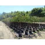 TOTAL OF APPROX (9,768) PLANTS, THEY CONSIST OF: (1,071) CHERRY BING SWEET S/D N05, (37) CHERRY