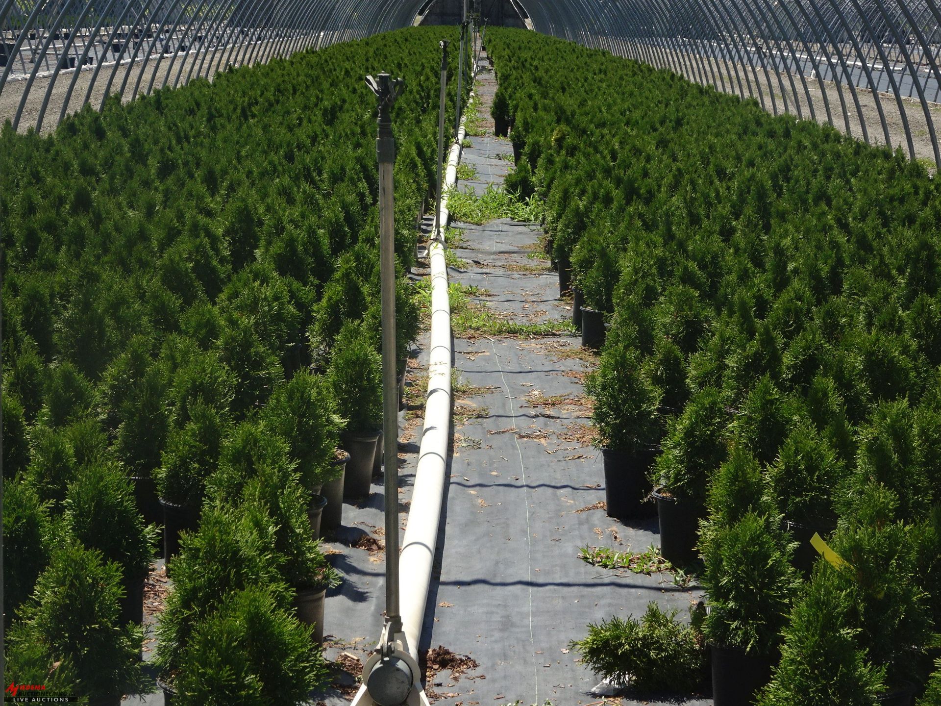 TOTAL OF APPROX (29786) PLANTS, THEY CONSIST OF: (2,500) BLUEBERRY BB PEACH SORBET N01T BNB, (20812) - Image 2 of 6