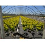 LOT OF APPROX (620) PLANTS, THEY CONSIST OF: (459) BARBERRY GOLDEN N03, (82) SPIREA ANTHONY