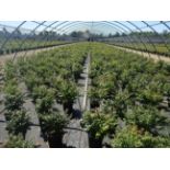 TOTAL OF APPROX (36,302) PLANTS, THEY CONSIST OF: (16,027) BURNING BUSH COMPACTUS DWF N03, (4,110)