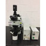 Olympus BX61 Upright Microscope
