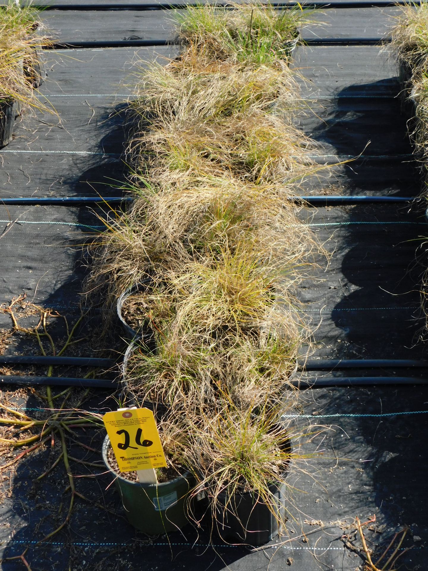 (20) Prairie Drop Seed Grass #1