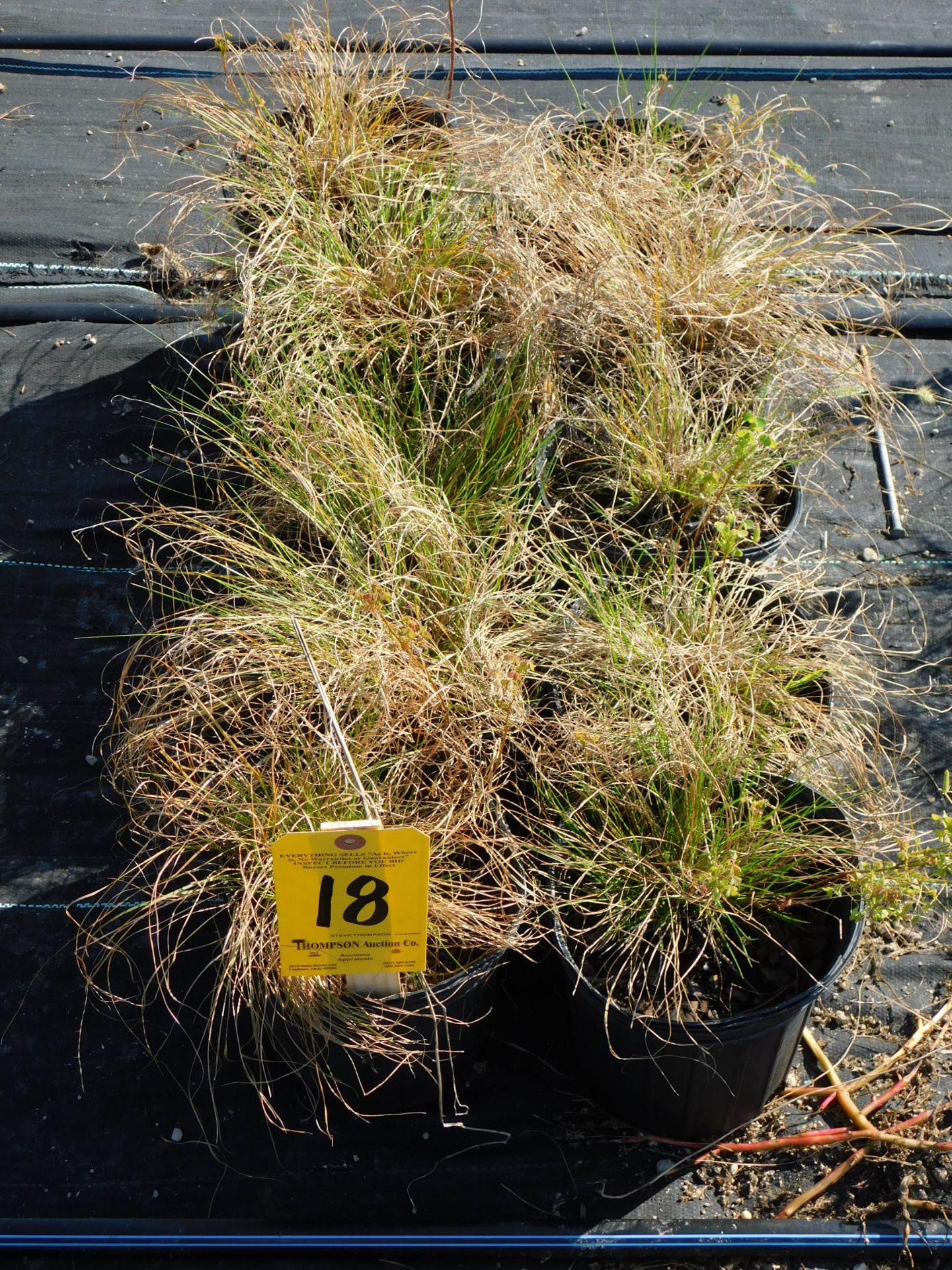 (10) Prairie Drop Seed Grass #1